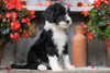 Sheepadoodle For Sale Millersburg, OH Female- Ginger