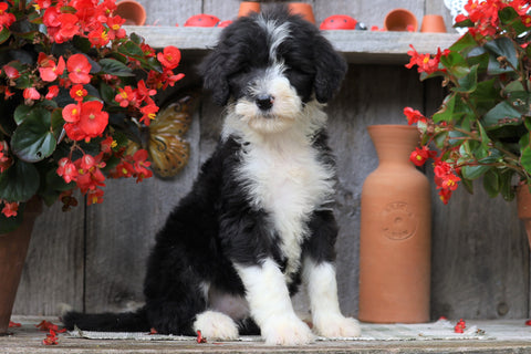 Sheepadoodle For Sale Millersburg, OH Female- Ginger