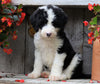 Sheepadoodle For Sale Millersburg, OH Male- Chief