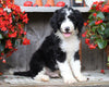 Sheepadoodle For Sale Millersburg, OH Male- Knight