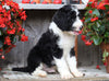 Sheepadoodle For Sale Millersburg, OH Male- Knight