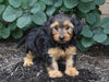 Dorkie For Sale Millersburg, OH Female- Lexi