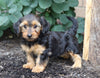 Dorkie For Sale Millersburg, OH Female- Lexi