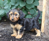 Dorkie For Sale Millersburg, OH Female- Lexi