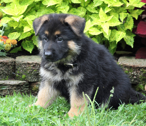 AKC Registered German Shepherd For Sale Millersburg, OH Male- Rameriz