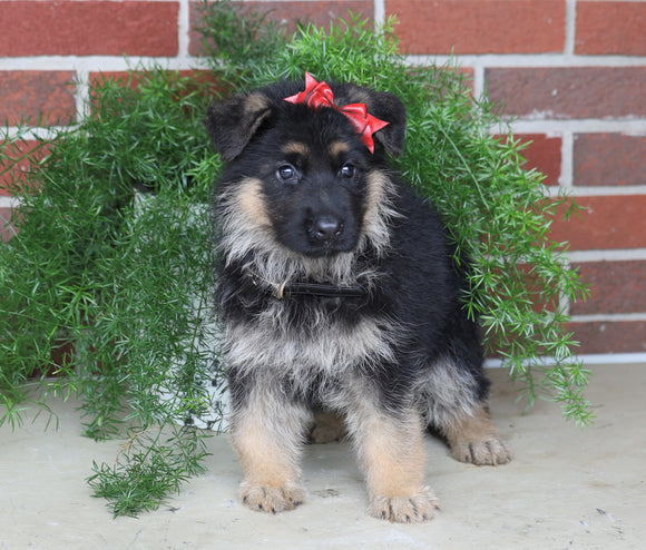 AKC Registered German Shepherd For Sale Millersburg, OH Male- Braxton