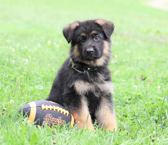 AKC Registered German Shepherd For Sale Millersburg, OH Male- Dexter