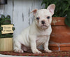 AKC Registered French Bulldog For Sale Millersburg, OH Female- Goldie