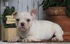 AKC Registered French Bulldog For Sale Millersburg, OH Female- Goldie