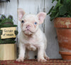 AKC Registered French Bulldog For Sale Millersburg, OH Male- Star