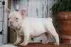 AKC Registered French Bulldog For Sale Millersburg, OH Male- Star
