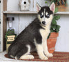 AKC Registered Siberian Husky For Sale Millersburg, OH Male- Cooper