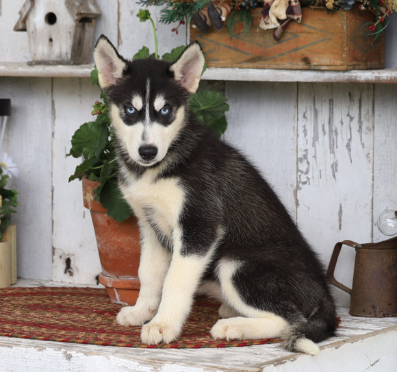 AKC Registered Siberian Husky For Sale Millersburg, OH Female- Grace