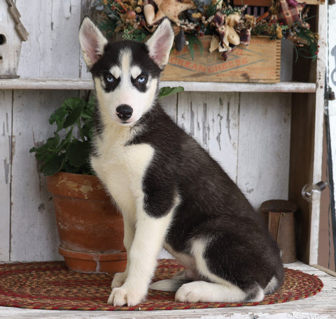 AKC Registered Siberian Husky For Sale Millersburg, OH Male- Rocky