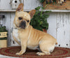AKC Registered French Bulldog For Sale Millersburg, OH Female- Creamy
