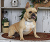 AKC Registered French Bulldog For Sale Millersburg, OH Female- Creamy