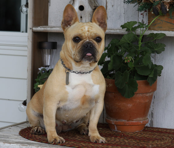 AKC Registered French Bulldog For Sale Millersburg, OH Female- Creamy