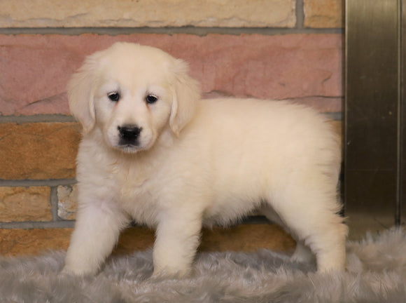 AKC Registered English Cream Golden Retriever For Sale Fredericksburg, OH Female- Sadie *ICT CLEAR*