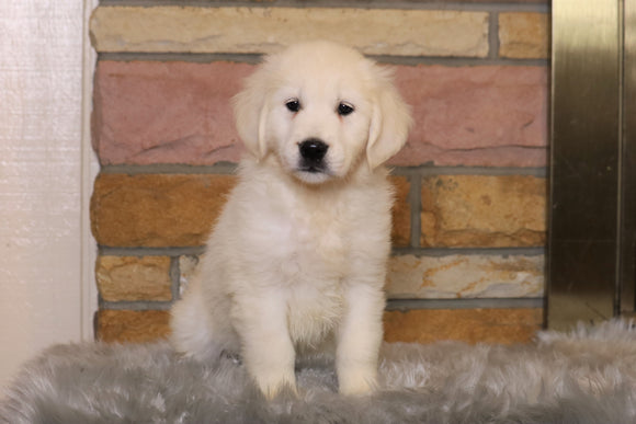 AKC Registered English Cream Golden Retriever For Sale Fredericksburg, OH Female- Molly