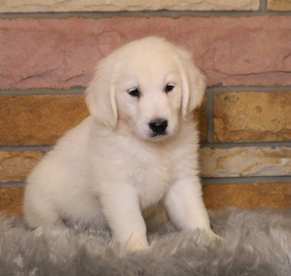 AKC Registered English Cream Golden Retriever For Sale Fredericksburg, OH Female- Riley