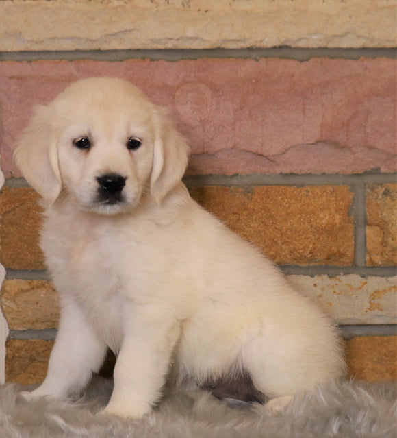 AKC Registered English Cream Golden Retriever For Sale Fredericksburg, OH Female- Oakley