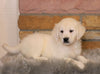 AKC Registered English Cream Golden Retriever For Sale Fredericksburg, OH Female- Oakley