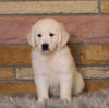 AKC Registered English Cream Golden Retriever For Sale Fredericksburg, OH Female- Penny *ICT CLEAR*