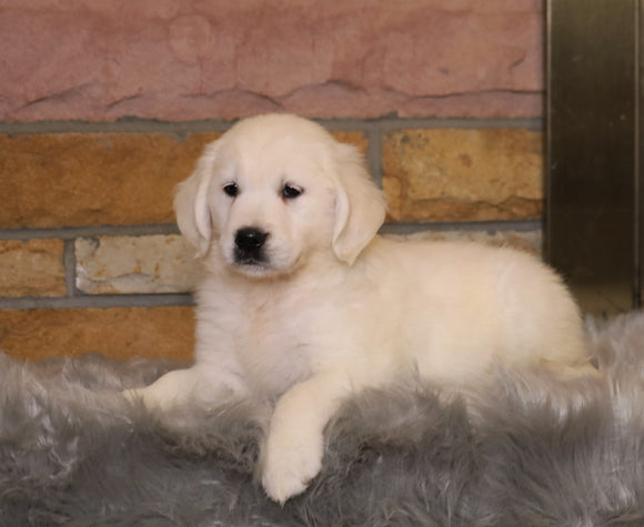 AKC Registered English Cream Golden Retriever For Sale Fredericksburg, OH Female- Penny *ICT CLEAR*