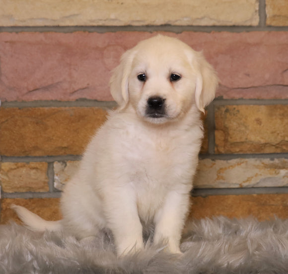 AKC Registered English Cream Golden Retriever For Sale Fredericksburg, OH Female- Rosie *ICT CLEAR*