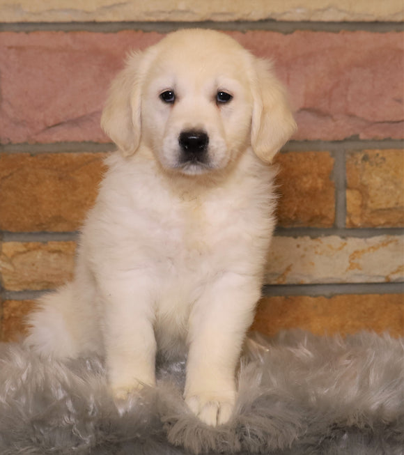 AKC Registered English Cream Golden Retriever For Sale Fredericksburg, OH Male- Bentley *ICT CLEAR*