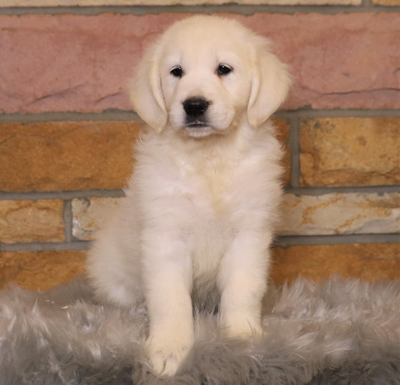 AKC Registered English Cream Golden Retriever For Sale Fredericksburg, OH Female- Callie