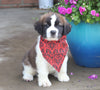 AKC Registered Saint Bernard For Sale Sugarcreek, OH Male- Chief