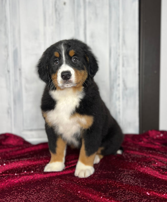 AKC Registered Bernese Mountain Dog For Sale Millersburg OH Female-Missy