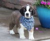 AKC Registered Saint Bernard For Sale Sugarcreek, OH Male- Ruger