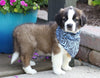 AKC Registered Saint Bernard For Sale Sugarcreek, OH Male- Ruger