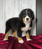 AKC Registered Bernese Mountain Dog For Sale Millersburg OH Female-Missy