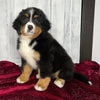 AKC Registered Bernese Mountain Dog For Sale Millersburg OH Female-Molly