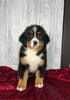 AKC Registered Bernese Mountain Dog For Sale Millersburg OH Female-Molly