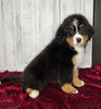 AKC Registered Bernese Mountain Dog For Sale Millersburg OH Female-Molly
