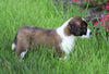 AKC Registered Saint Bernard For Sale Sugarcreek, OH Female- Remi