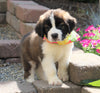 AKC Registered Saint Bernard For Sale Sugarcreek, OH Female- Tessa