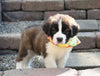 AKC Registered Saint Bernard For Sale Sugarcreek, OH Female- Tessa