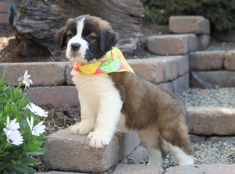 AKC Registered Saint Bernard For Sale Sugarcreek, OH Female- Tessa