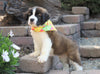 AKC Registered Saint Bernard For Sale Sugarcreek, OH Female- Tessa