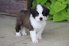 AKC Registered Saint Bernard For Sale Sugarcreek, OH Female- Moxie