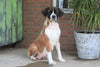 AKC Registered Saint Bernard For Sale Sugarcreek, OH Female- Tessa