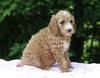 AKC Registered Standard Poodle For Sale Millersburg, OH Female- Roxy