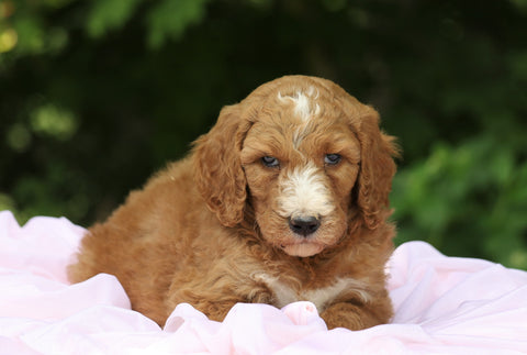 AKC Registered Standard Poodle For Sale Millersburg, OH Female- Lexi