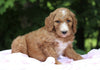 AKC Registered Standard Poodle For Sale Millersburg, OH Female- Lexi
