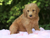 AKC Registered Standard Poodle For Sale Millersburg, OH Female- Molly
